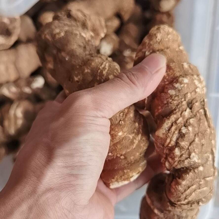 Dried Chonglou Rhizome Paris Polyphylla Yunnan Wild-Grown TCM Herb 1000g - Image 3