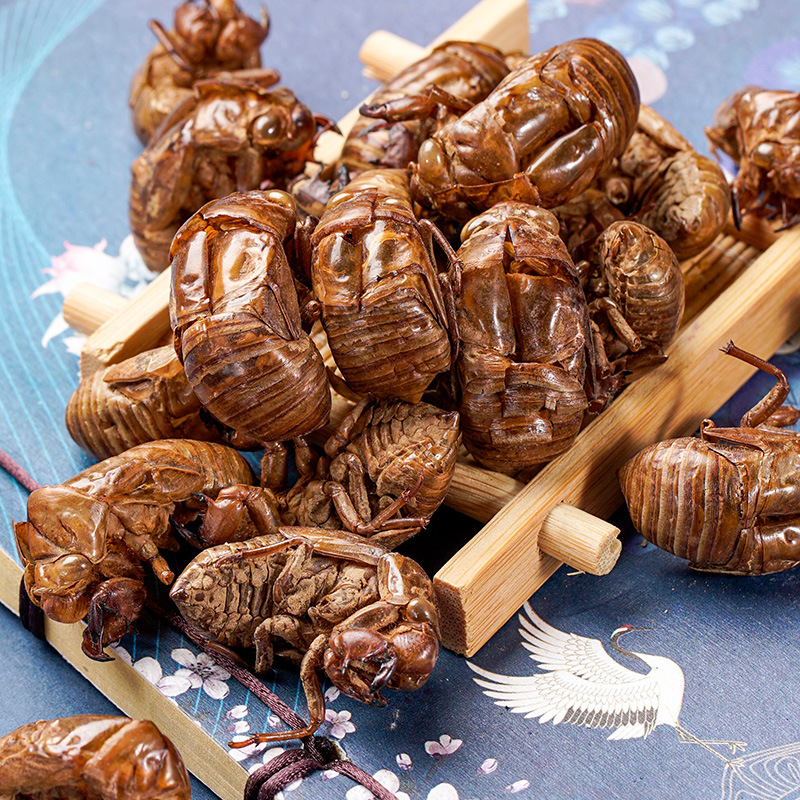 Chan Tui (Cicada Slough) — Washed Dried Cicada Molt for TCM Tea & Decoction - Image 3