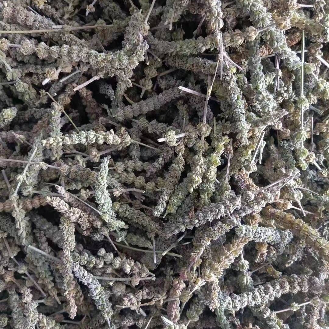 Jing Jie Spike (Schizonepeta tenuifolia) — Dried TCM Herb, 500g - Image 5