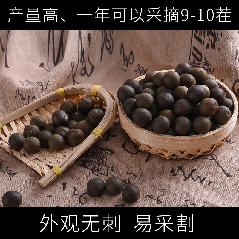 Qian Shi Gorgon Fruit Seeds Euryale Ferox Hybrid Variety Thin Shell Large Seed High Yield - Image 4