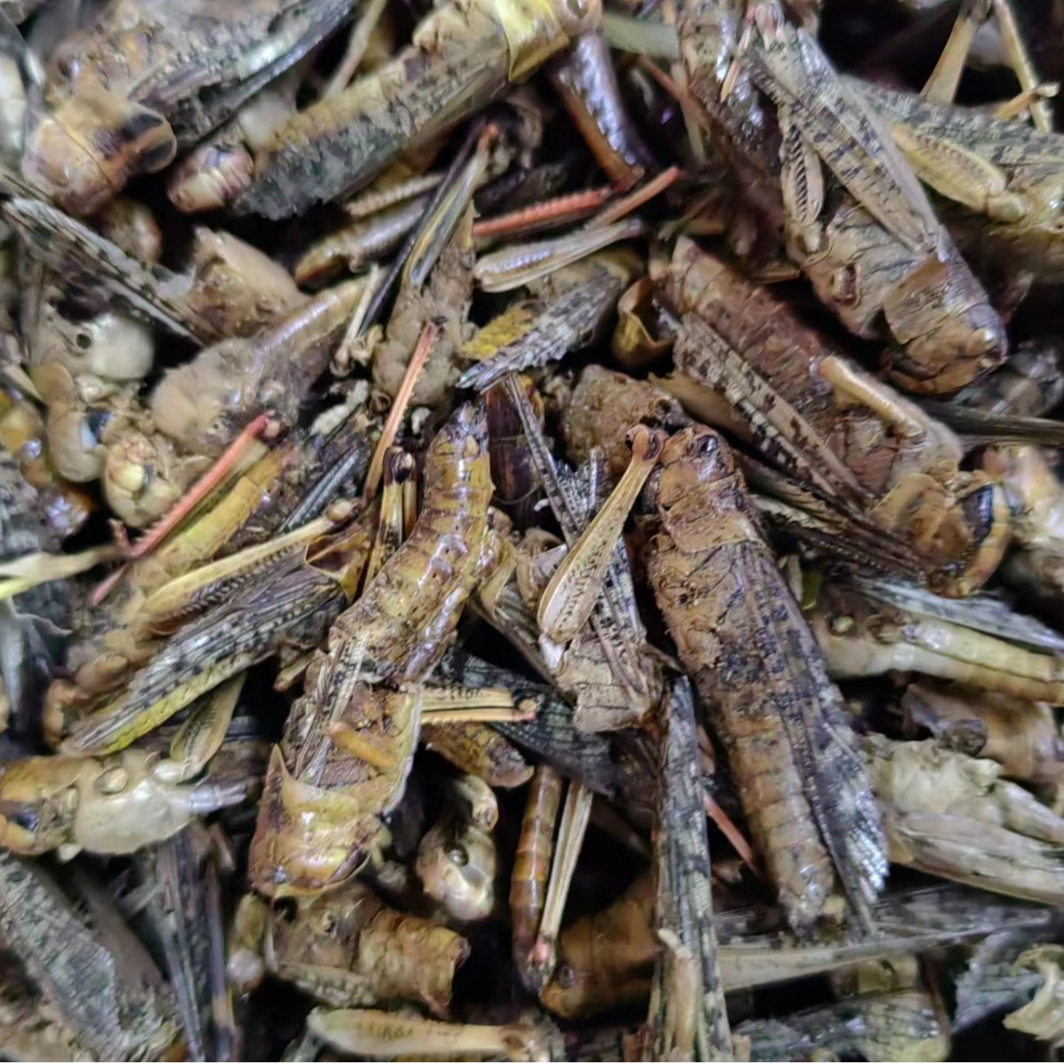 Dried Locust (Grasshopper) — Traditional Chinese Insect Herb, 500g - Image 4