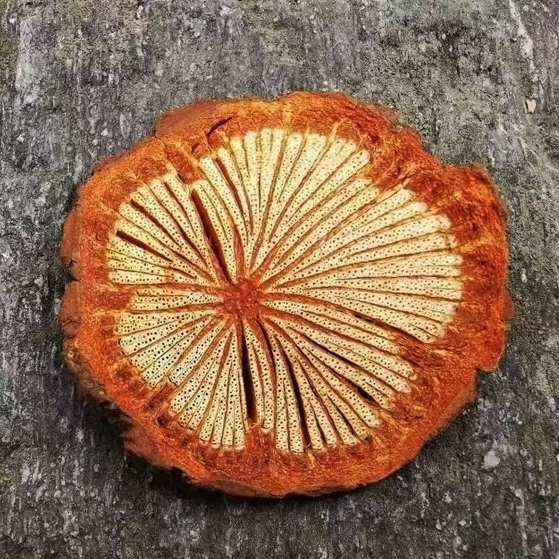 Dried Sargentodoxa Cuneata Slices Da Xue Teng 250g 500g 1000g Traditional Chinese Herb for Decoction - Image 3