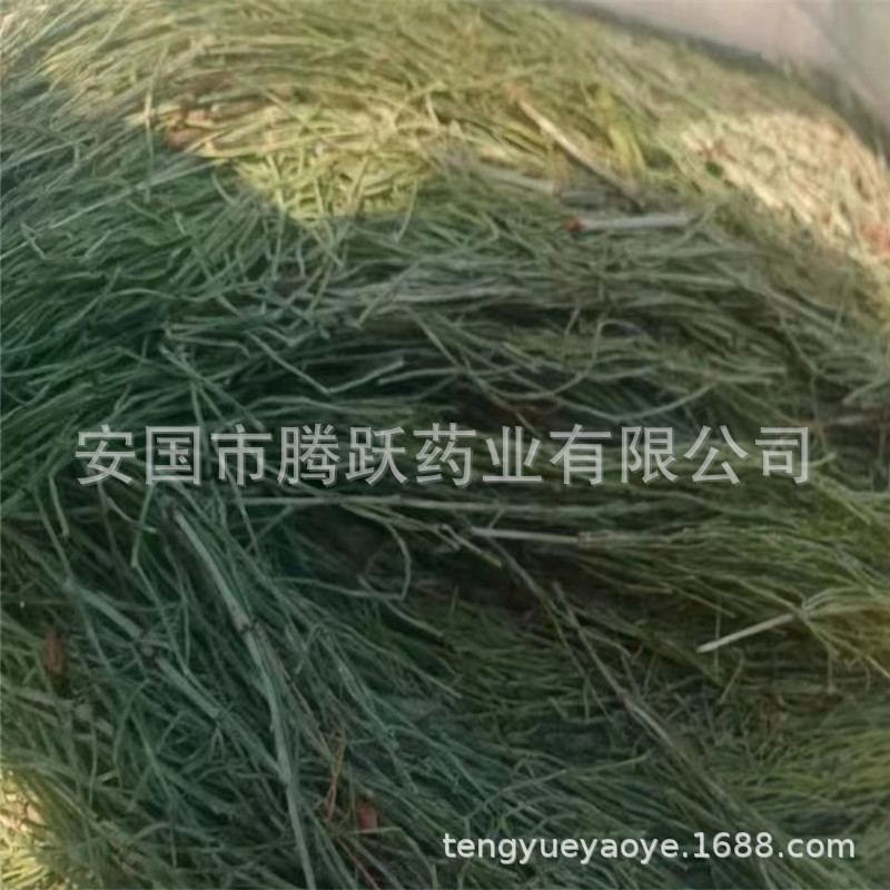 Dried Horsetail Herb Wen Jing 问荆 Whole Plant Bulk Chinese Botanical Tea Herb - Image 3