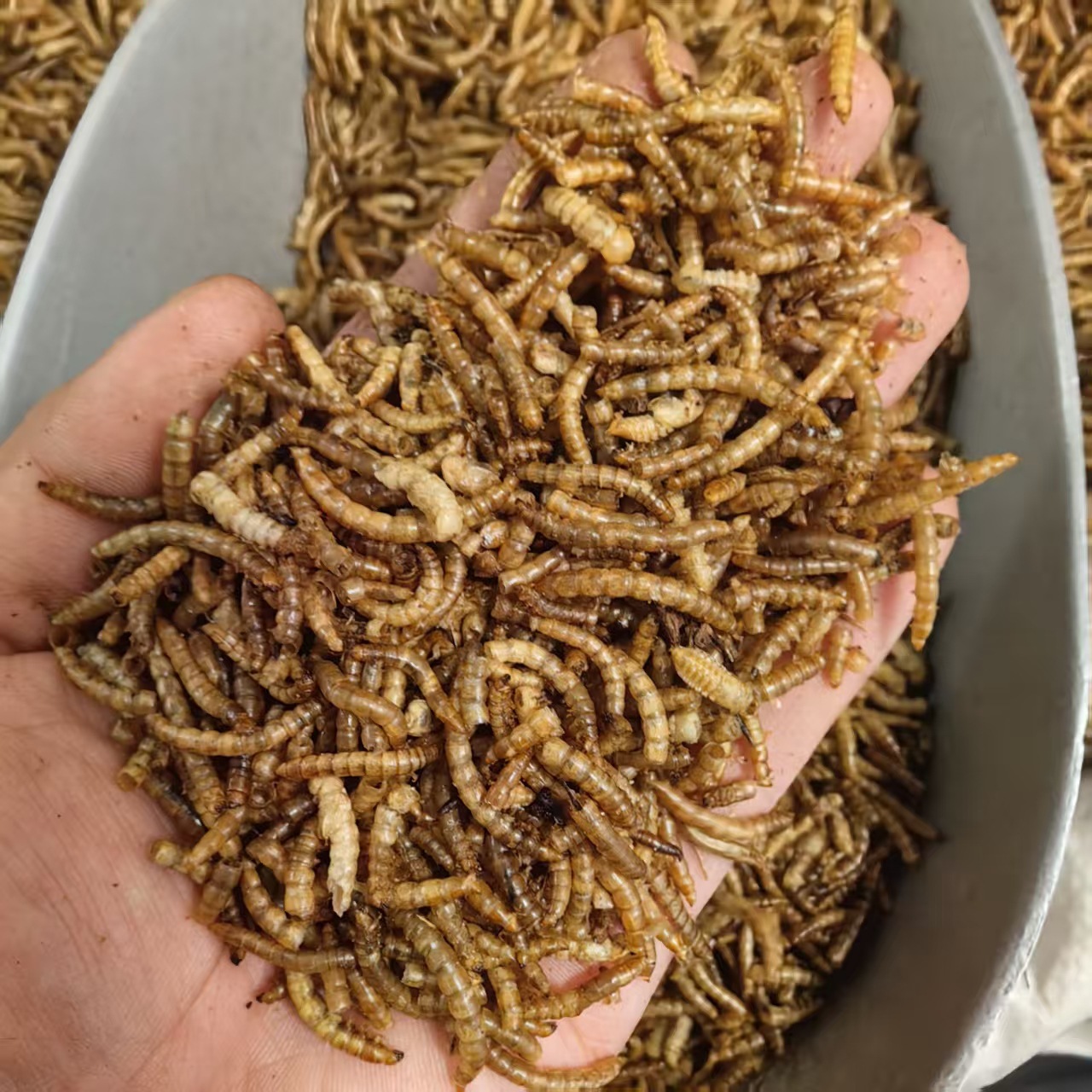 Dried Yellow Mealworms Tenebrio Molitor 500g Natural Sun Dried Feed for Ornamental Fish Birds and Hamsters - Image 2
