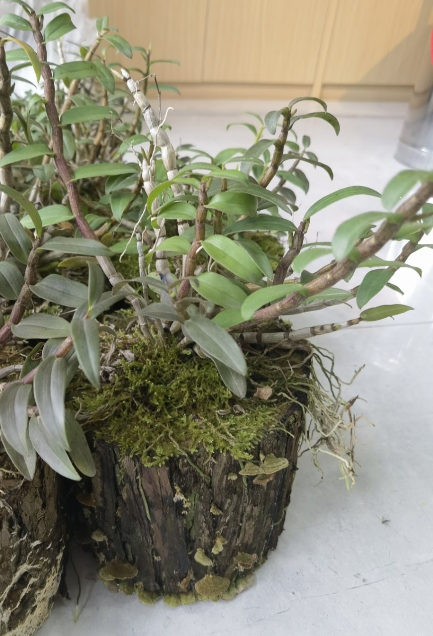 Huoshan Tie Pi Shi Hu Dendrobium Officinale Live Potted Orchid Indoor Decorative Green Plant - Image 4