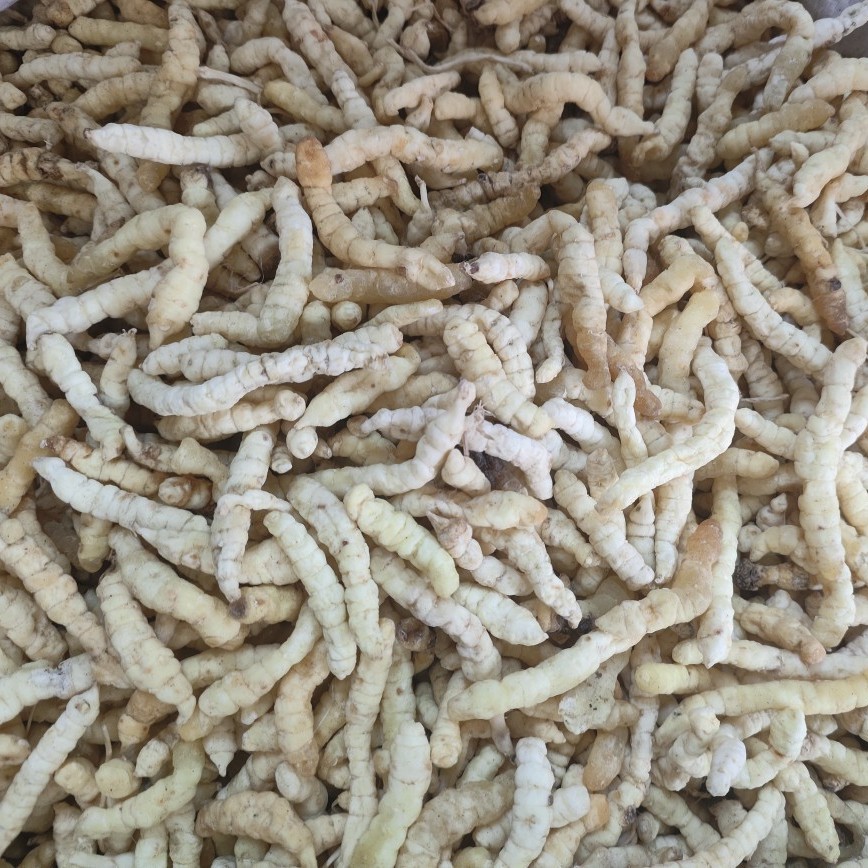 Cao Shi Can (Stachys affinis) — Dried Chinese Artichoke Tubers, Food Herb from Yunnan - Image 4