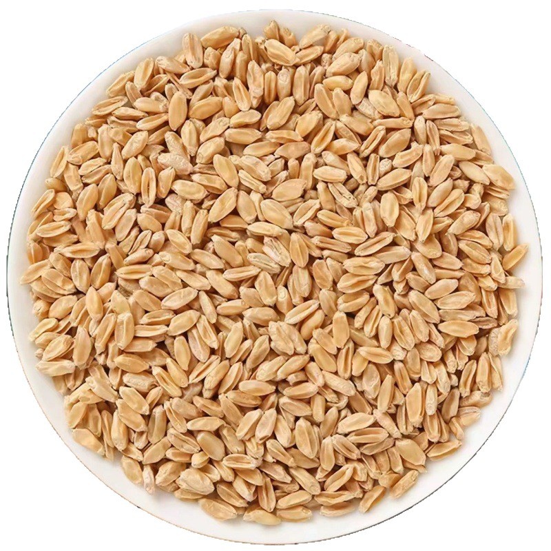 Fu Xiao Mai (Triticum aestivum) — Naturally Sun-Dried Light Wheat for Tea & Soup - Image 5
