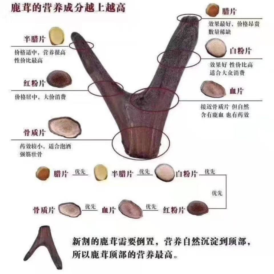 Deer Antler Powder Lu Rong Fine Ground TCM Herbal Supplement 500g Bulk Pack - Image 4