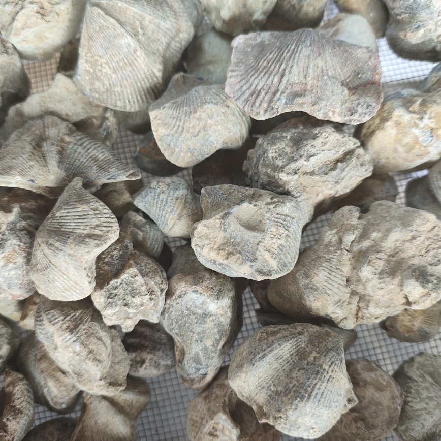 Shi Yan (Fossil Shell) — Water-Refined Shi Yan Zi Herbal Mineral for TCM Use - Image 2