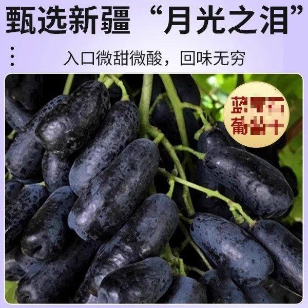 Sapphire Raisins Xinjiang Premium Extra Large Seedless Dried Grapes 250g x 4 Cans - Image 2