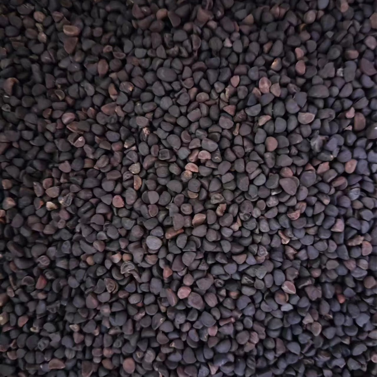 Hei Chou Seeds (Pharbitis nil) — Dried Qian Niu Zi Herb, Also Available as Bai Chou Powder - Image 3