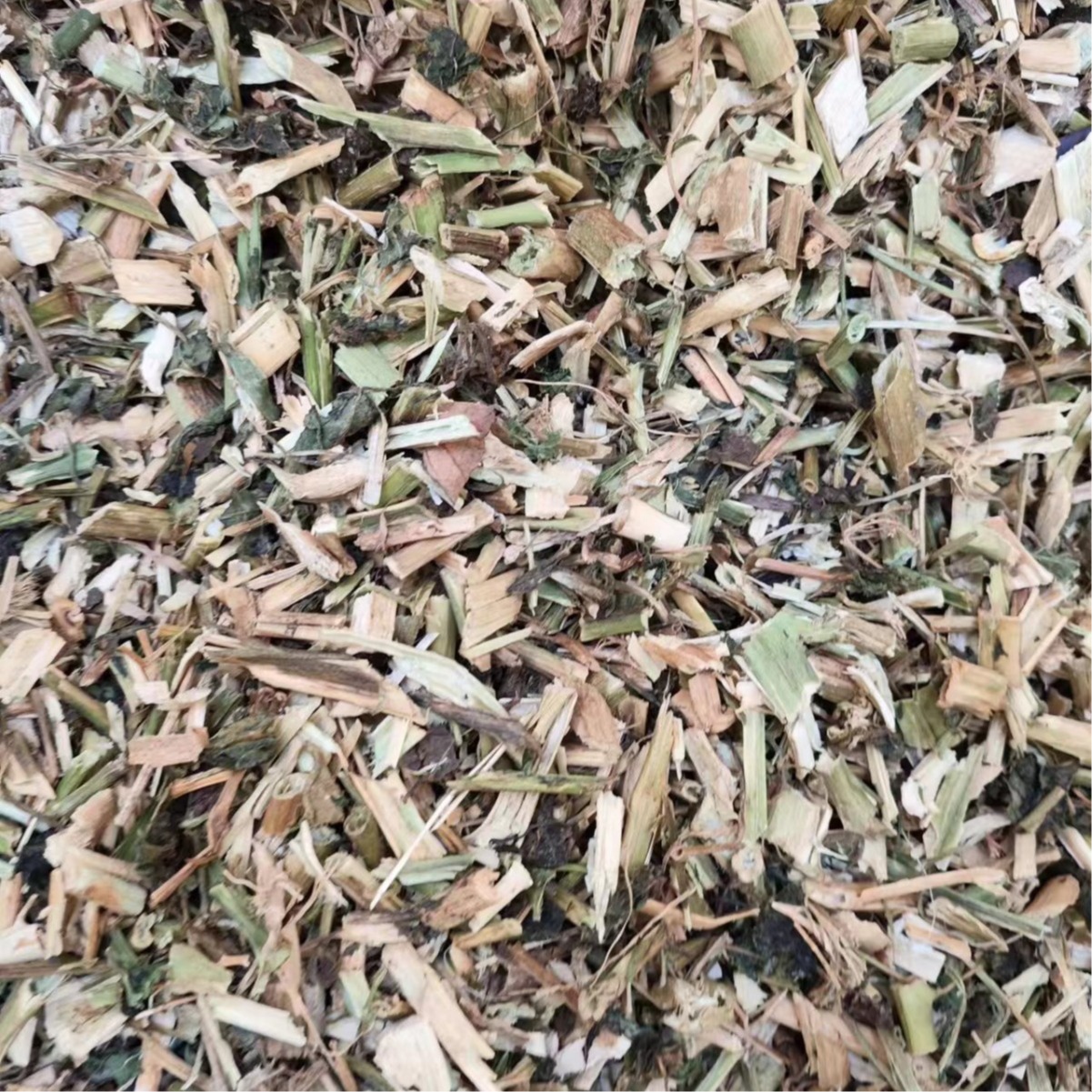 Long Kui Herb (Solanum nigrum) — Dried Black Nightshade for Traditional Herbal Use - Image 3
