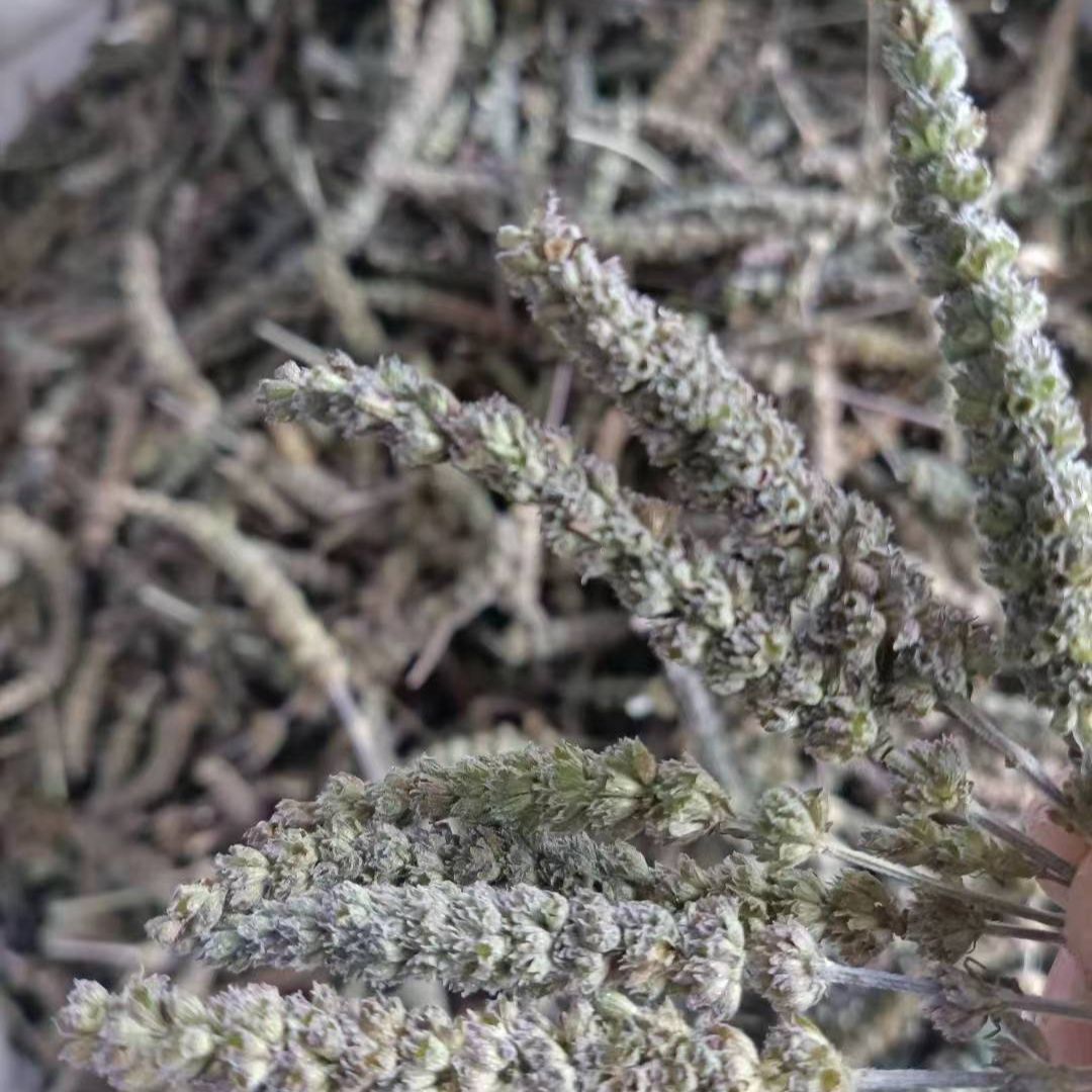 Jing Jie Spike (Schizonepeta tenuifolia) — Dried TCM Herb, 500g - Image 4