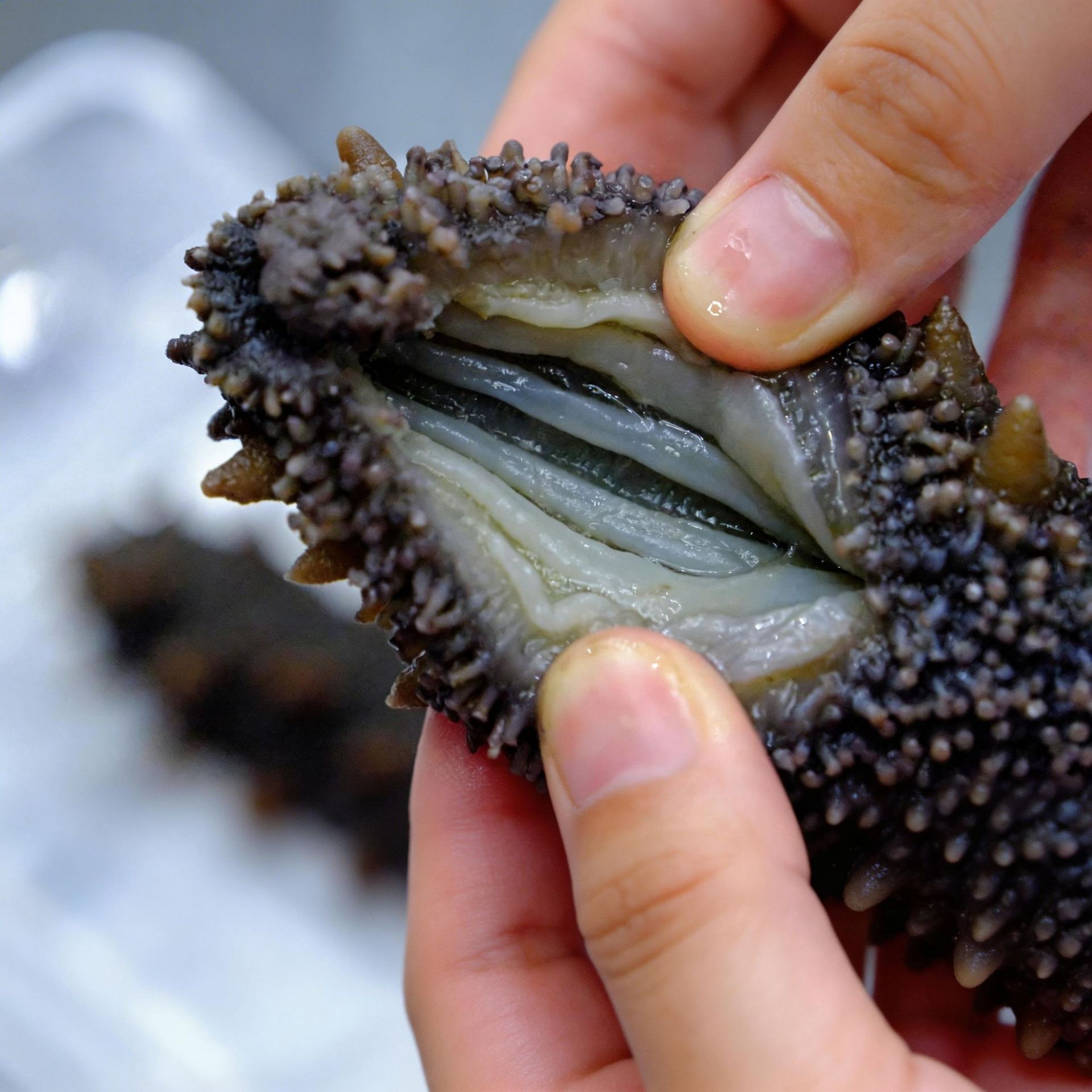 Ready to Eat Sea Cucumber Liaoning Spiny Sea Cucumber Frozen 500g Vacuum Packed - Image 3