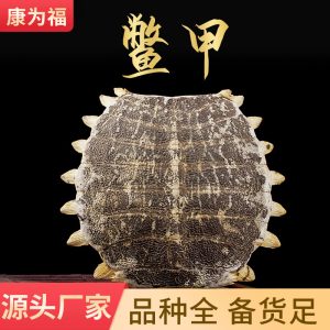 Bie Jia (Trionyx sinensis Carapace) — Vinegar-Processed Soft-Shell Turtle Shell, Dried TCM Herb