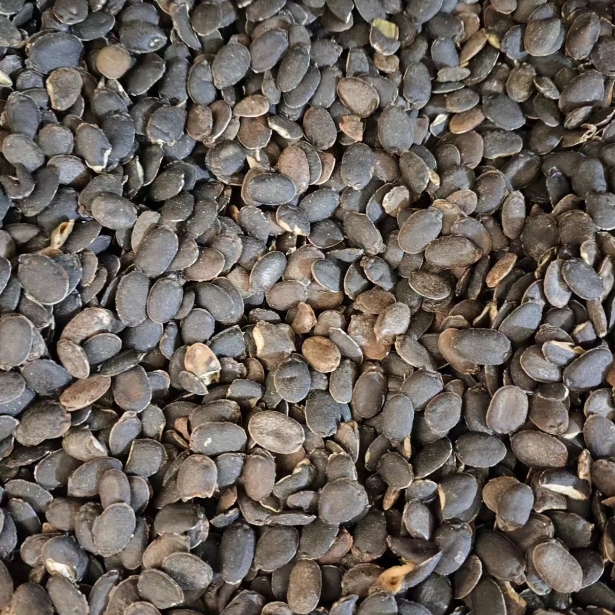 Si Gua Zi (Luffa Seed) — Dried Food Herb Seed for Tea & Soup - Image 4
