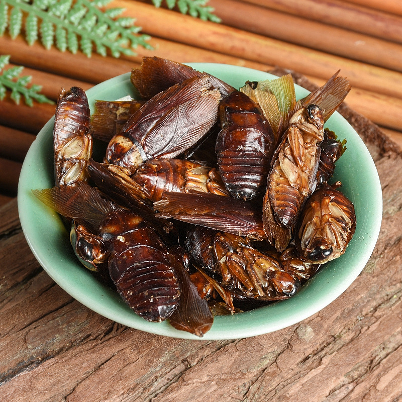 Fei Lian (Blatta orientalis) Dried Medicinal Insect — Traditional Chinese Herbal Material - Image 2