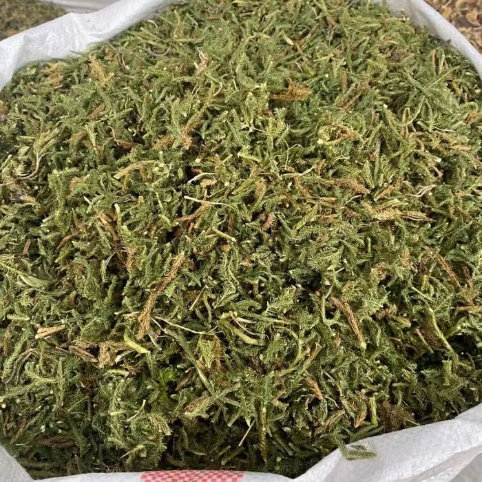 Shen Jin Cao Dried Clubmoss Whole Herb 500g Bulk Sichuan Origin Traditional TCM Ingredient - Image 4