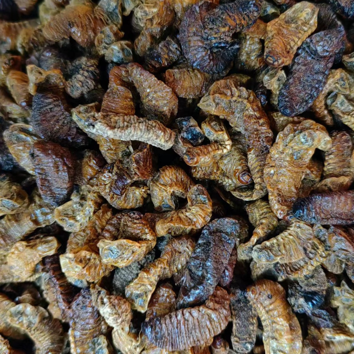 Qi Cao (Holotrichia diomphalia Larva) — Dried Insect Herb, 500g - Image 3