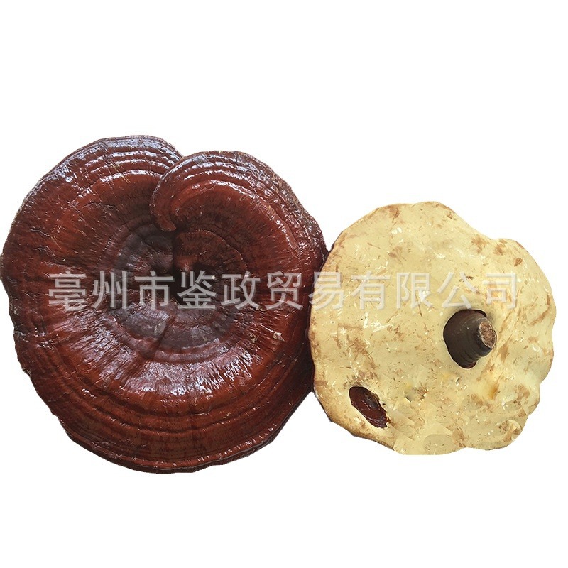 Dried Red Reishi Mushroom Whole Ling Zhi Ganoderma lucidum Traditional Herbal Tea and Decoction Herb 500g - Image 5