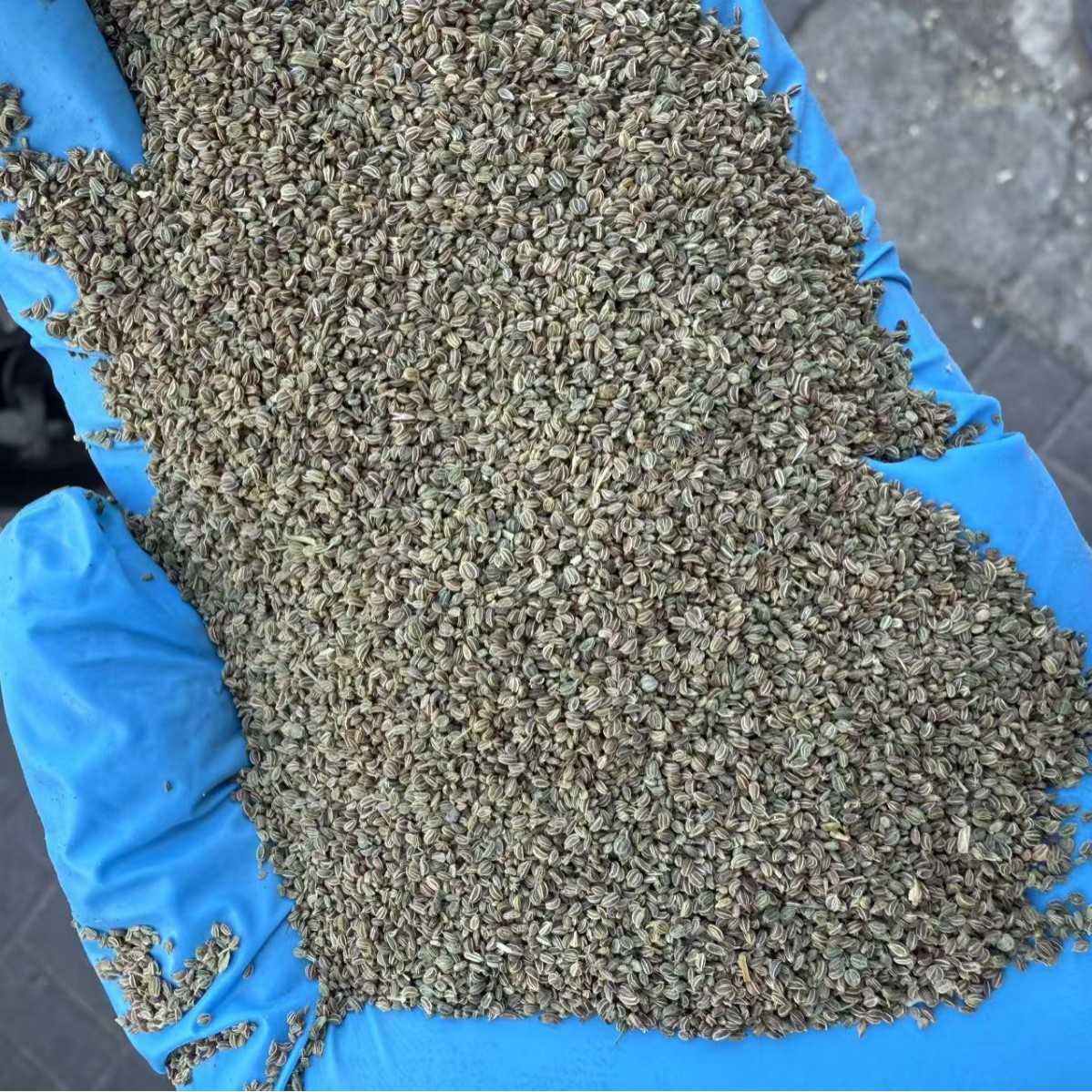 Celery Seed Clean Whole Dried Apium graveolens for Culinary Spice and Herbal Powder - Image 2