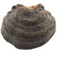 Dried Tree Tongue Lingzhi Shu She Zhi Bulk Whole Slices Traditional Herbal Decoction Ingredient 500g - Image 5