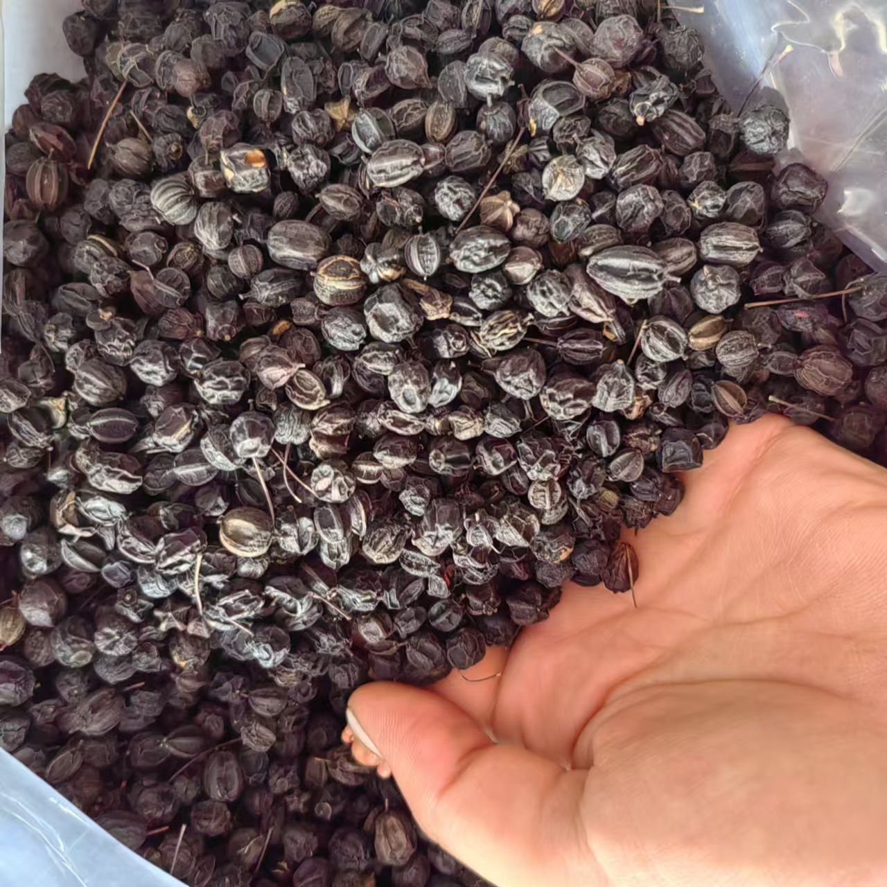 Dried Acanthopanax Senticosus Seeds Ci Wu Jia Zi 500g Clean Black Siberian Ginseng Seeds from Changbai Mountain Jilin - Image 4