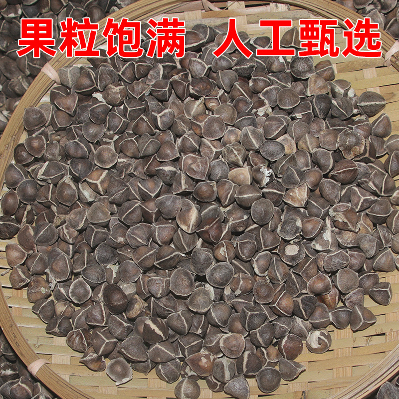 Moringa Seeds La Mu Zi Large Grade Natural Sun Dried 500g Bulk Herbal Seeds - Image 4