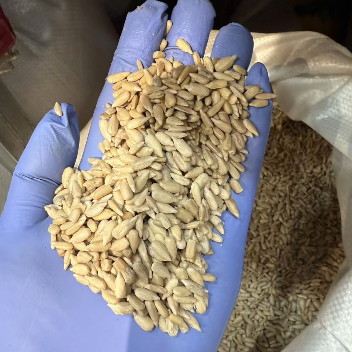 Sunflower Seed Kernels Kuihua Ziren Raw Shelled Sunflower Seeds for Snacking and Baking - Image 3
