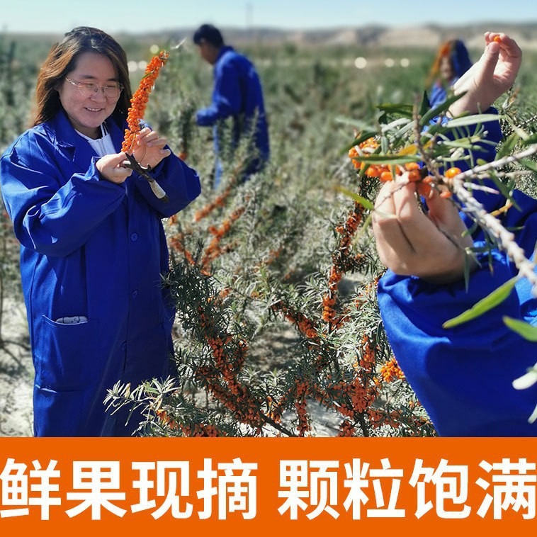 Wild Sea Buckthorn Juice Puree 20kg Bulk Bag Inner Mongolia Sour Berry Pulp - Image 3
