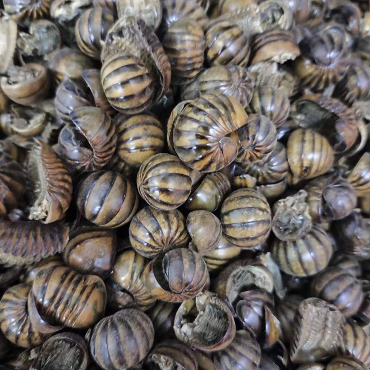 Gun Shan Chong (Rolling Mountain Insect) — Dried TCM Insect Herb, Powder Service Available - Image 2