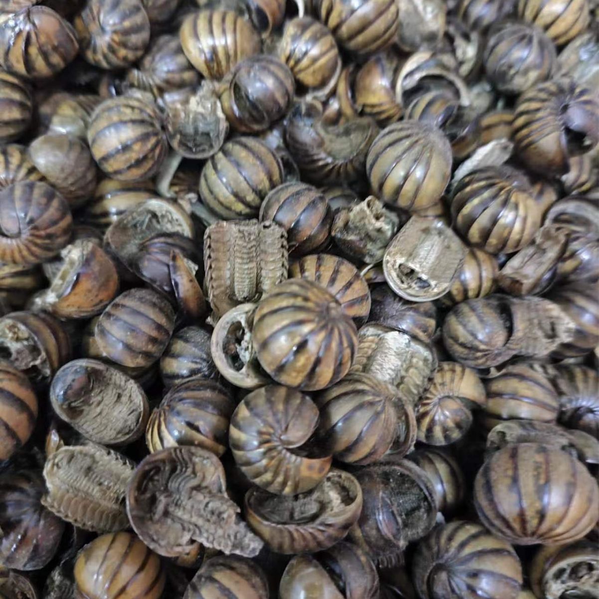Gun Shan Chong (Rolling Mountain Insect) — Dried TCM Insect Herb, Powder Service Available - Image 3