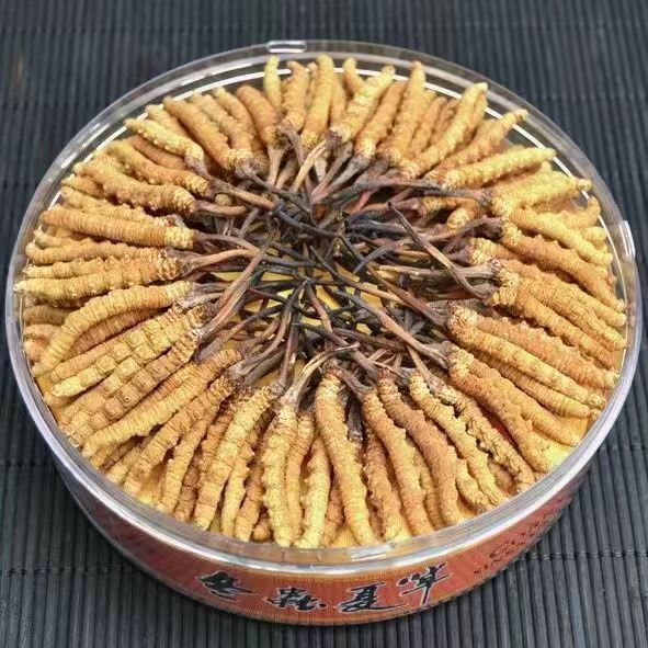 Cordyceps Sinensis Dong Chong Xia Cao Wild Caterpillar Fungus Dried Whole Pieces Nagqu Tibet Gift Box - Image 4