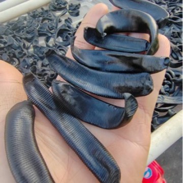 Dried Leech (Hirudo nipponica / Poecilobdella manillensis) — Sun-Dried Medicinal Leech, Food-Grade Herb - Image 3