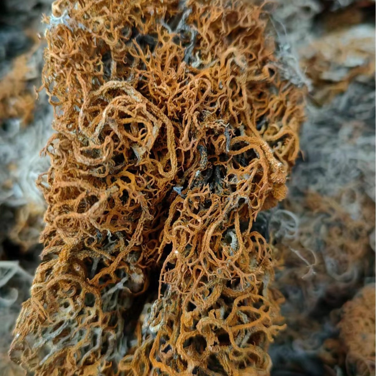 Jin Shua Ba (Song Shi Rui / Golden Broom Lichen) — Dried Chinese Herbal Ingredient, 500g - Image 3