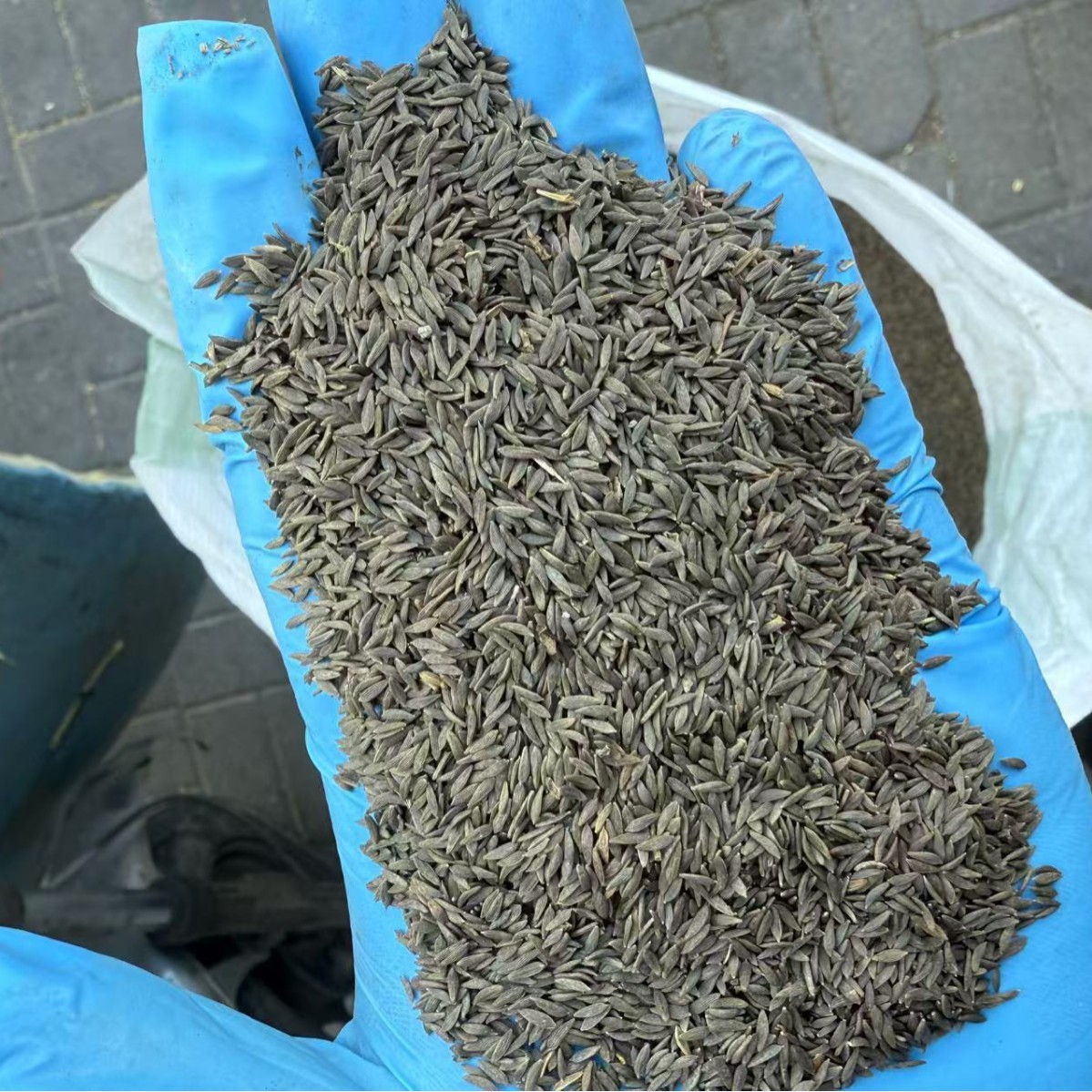 Black Lettuce Seeds Raw Edible Agricultural Product 1 Jin Pack - Image 2
