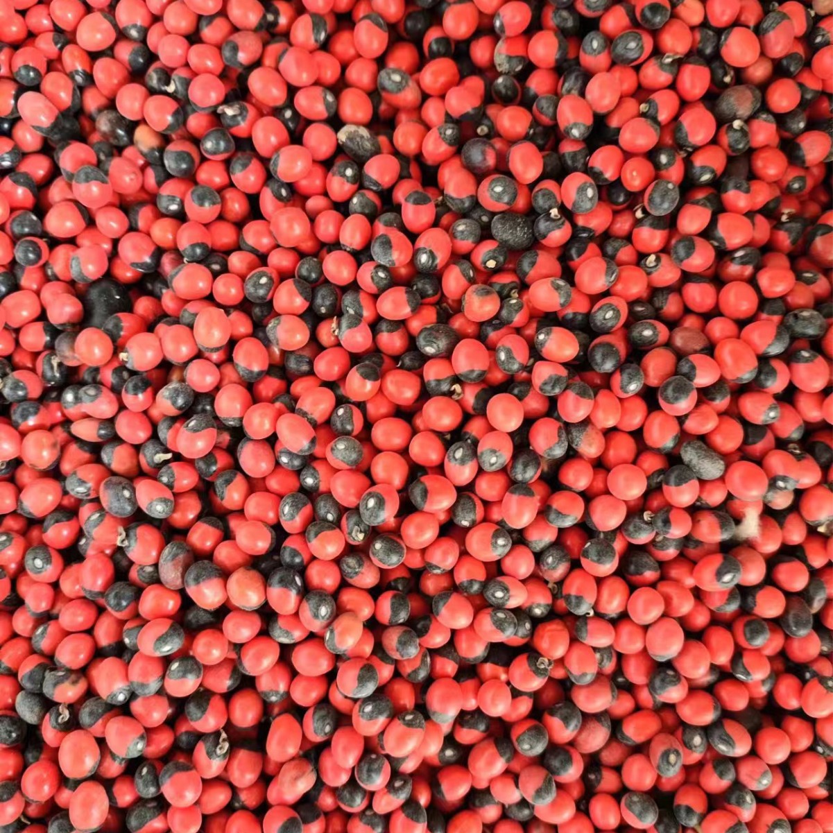 Xiang Si Dou (Abrus precatorius) — Dried Love Bean Seed for Traditional Herbal Use - Image 4