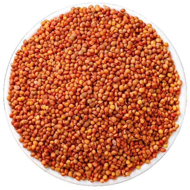 Chu Shi Zi (Broussonetia papyrifera Fruit) — Dried Food Herb, 500g Origin-Direct - Image 5