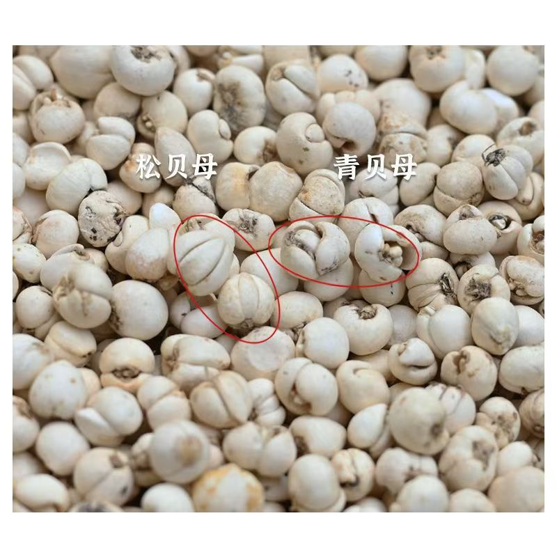 Sichuan Chuan Bei Mu Song Bei Fritillaria Bulbs Dried TCM Herb 1g Sample Pack - Image 3
