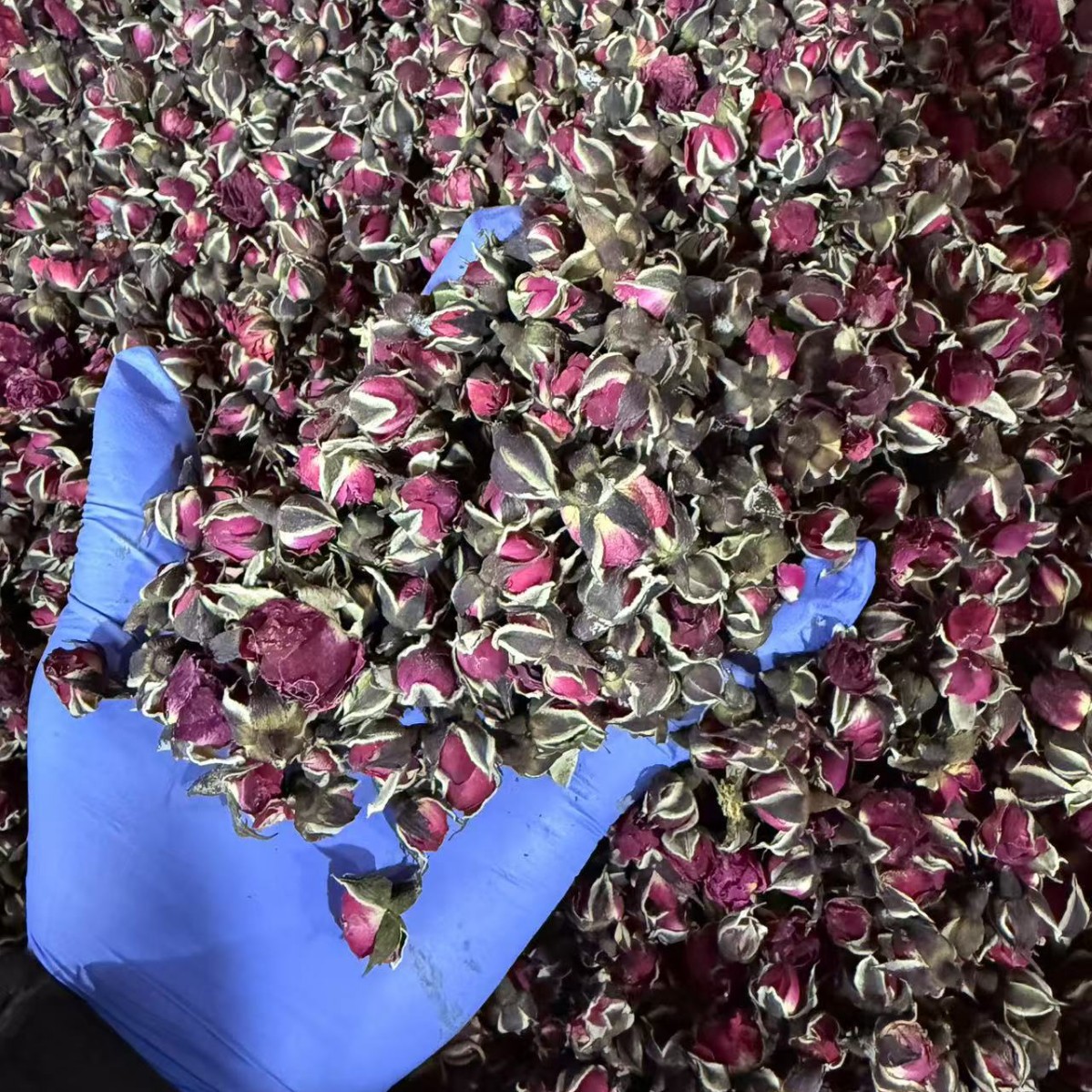 Golden Edge Rose Buds Dried Edible Rose Flower Tea 500g Loose Herbal Infusion - Image 3