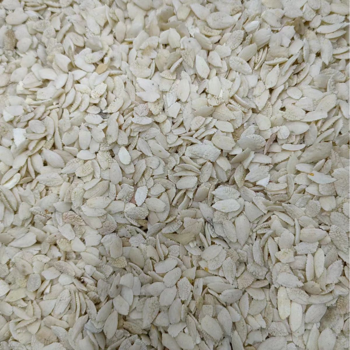 Yu Nao Shi (Fish Otolith / Fish Brain Stone) — Dried TCM Mineral Herb, 500g - Image 3