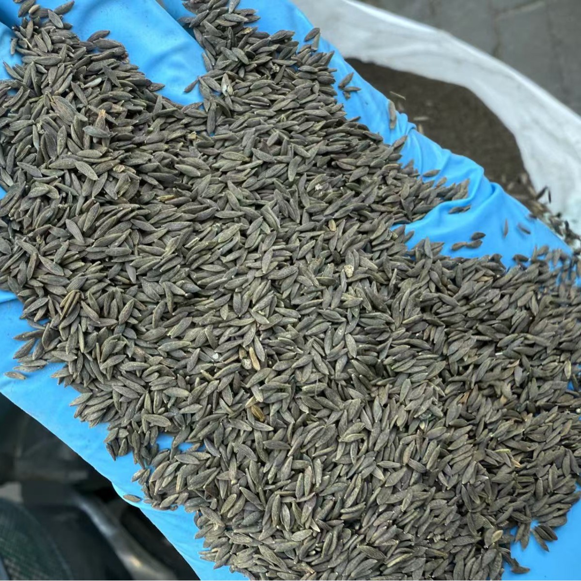 Black Lettuce Seeds Raw Edible Agricultural Product 1 Jin Pack - Image 3