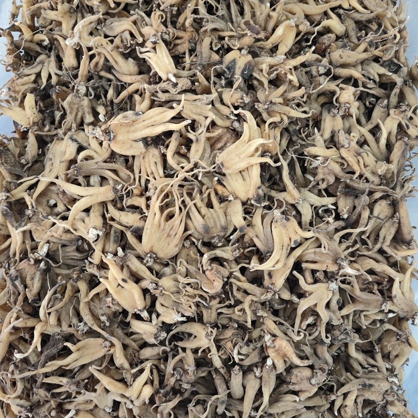 Shou Zhang Shen (Gymnadenia conopsea) — Tibetan Dried Hand-Palm Orchid Tubers, 4600m Nyingchi - Image 2