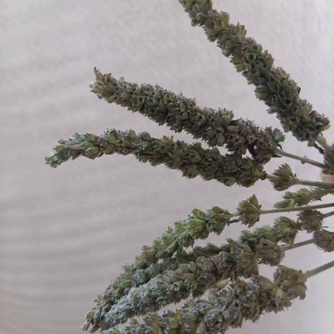 Jing Jie Spike (Schizonepeta tenuifolia) — Dried TCM Herb, 500g - Image 2