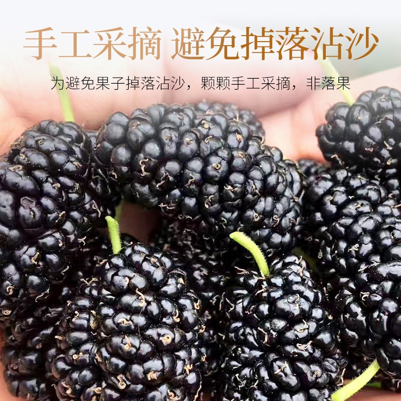 Dried Black Mulberry Fruit Sang Shen Zi 2024 New Crop Natural Herbal Snack and Tea Ingredient - Image 3
