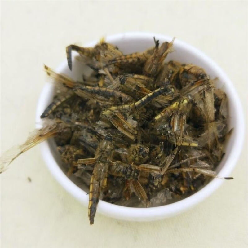 Dragonfly (Anisoptera) Dried Edible Insect — 500g Food-Grade Whole Dragonflies - Image 4