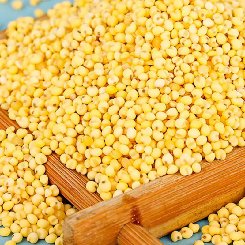 Shu Mi (Panicum miliaceum) — Broomcorn Millet Grain for Congee & Five-Grain Porridge - Image 2