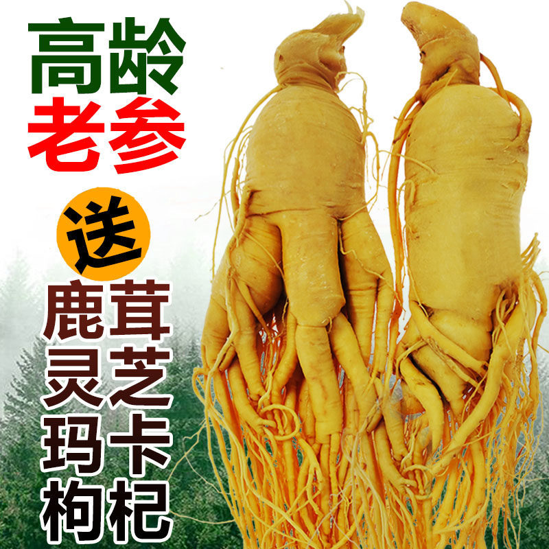 Ginseng Root Ren Shen 长白山人参 Whole Dried Root for Wine Infusion and Cooking 100g - Image 2