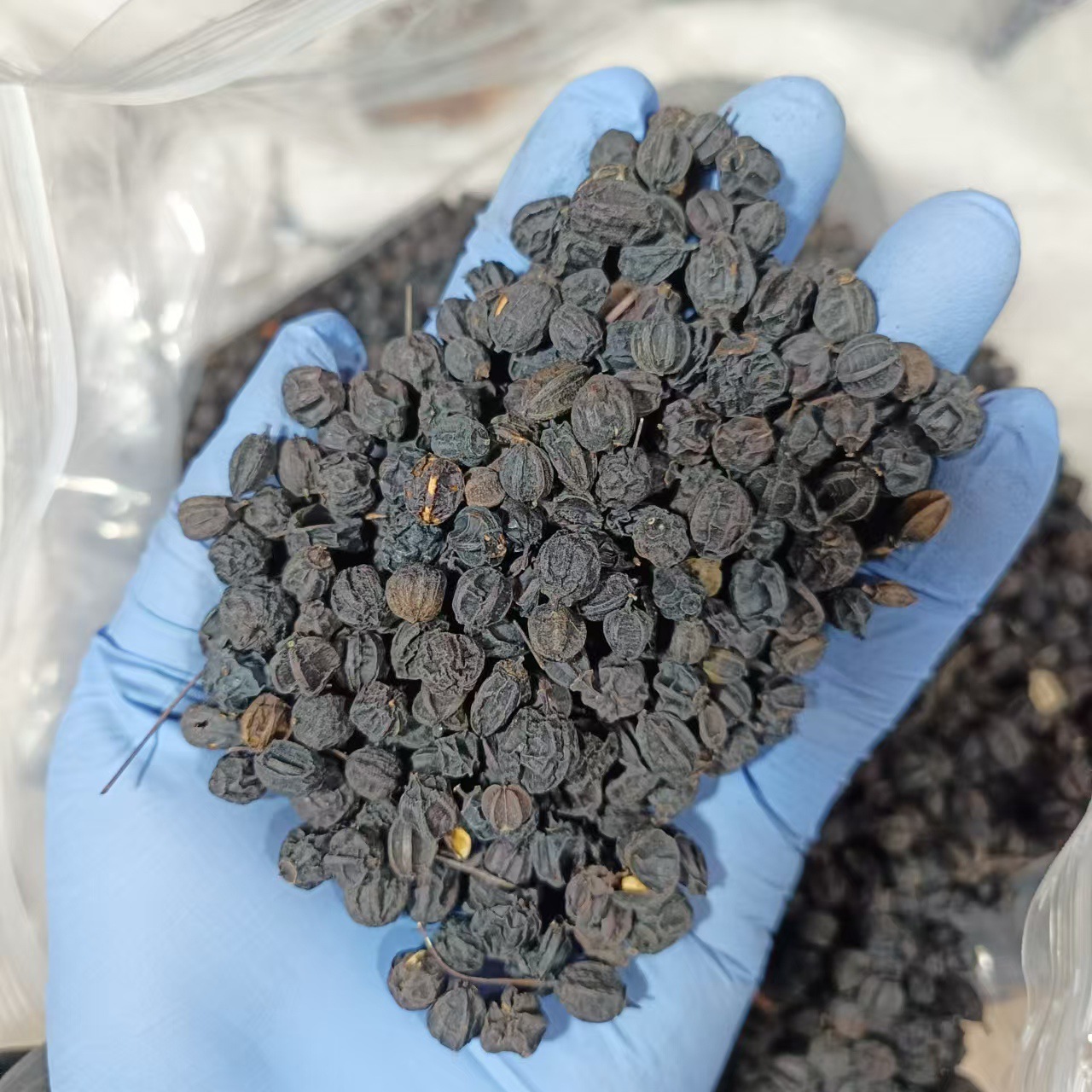 Dried Acanthopanax Senticosus Seeds Ci Wu Jia Zi Herbal Tea Ingredient 500g - Image 4