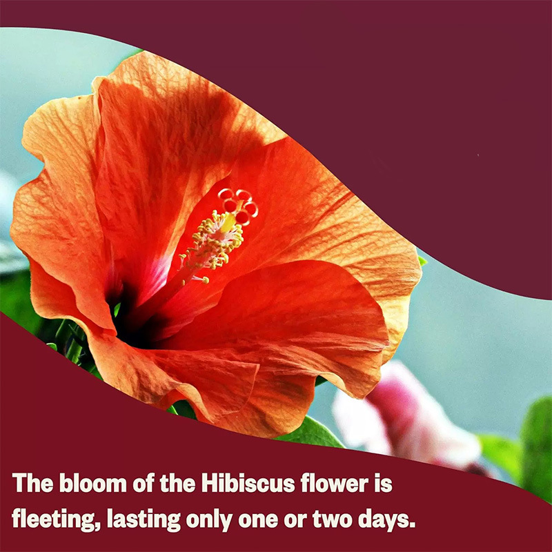 Hibiscus Tea Bags Luo Shen Hua 洛神花 2g x 100 Bags Sugar Free Herbal Flower Tea for Hot Brewing - Image 2